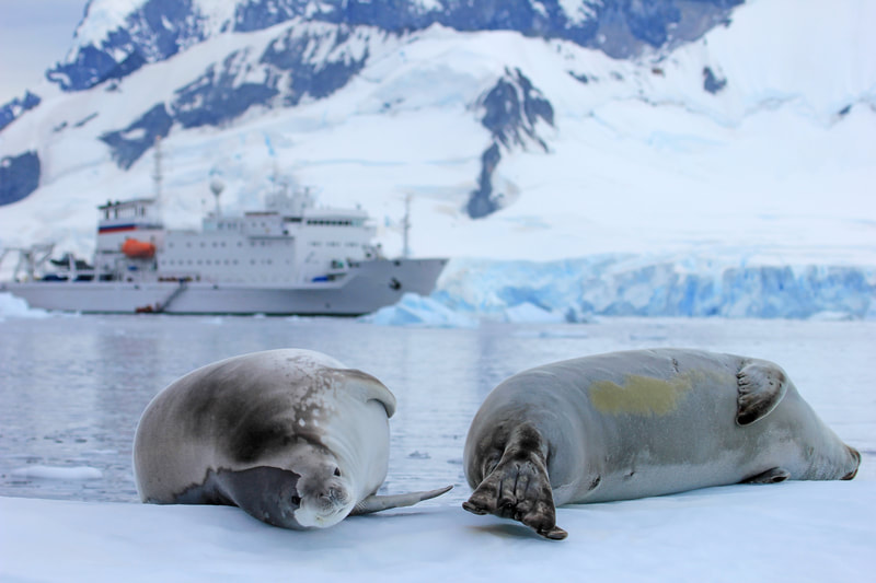 Two seals resting on the ice. 