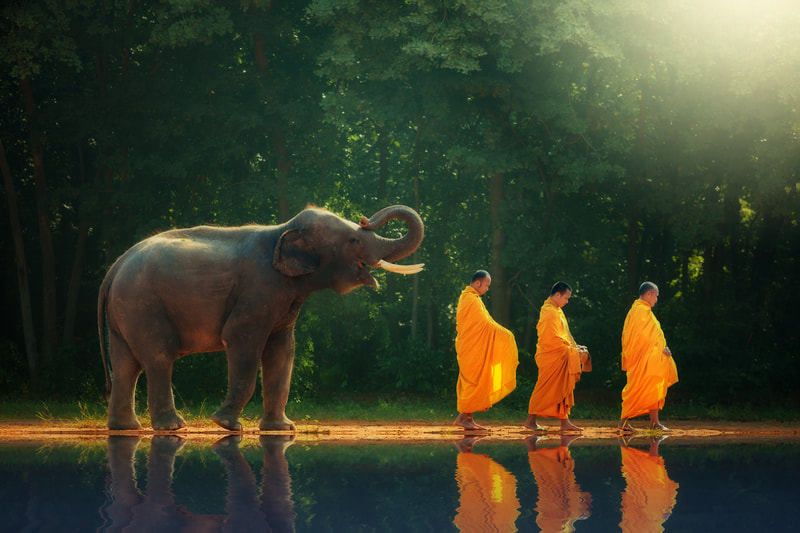 Monks with Elephant in Thailand