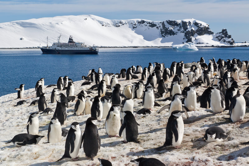 Penguins ashore. 