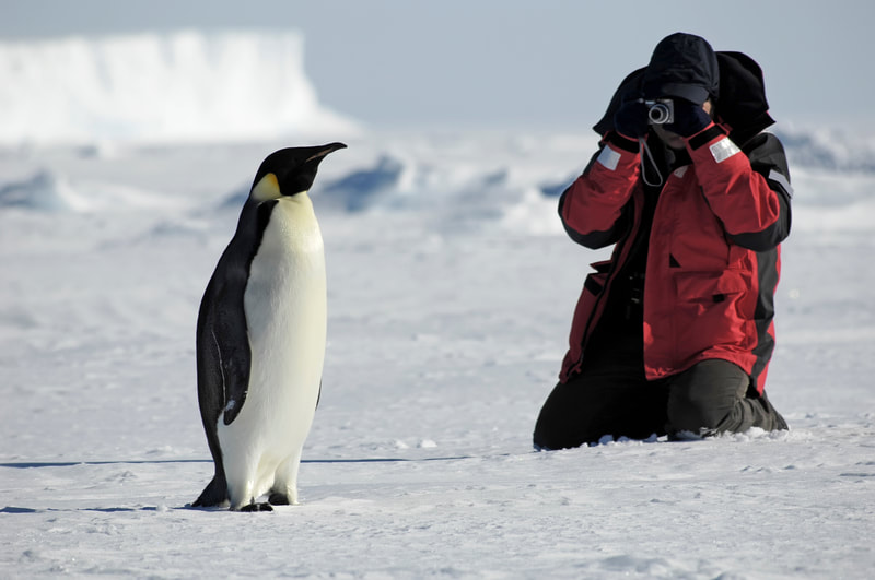 Man taking a picture of a penguin. 