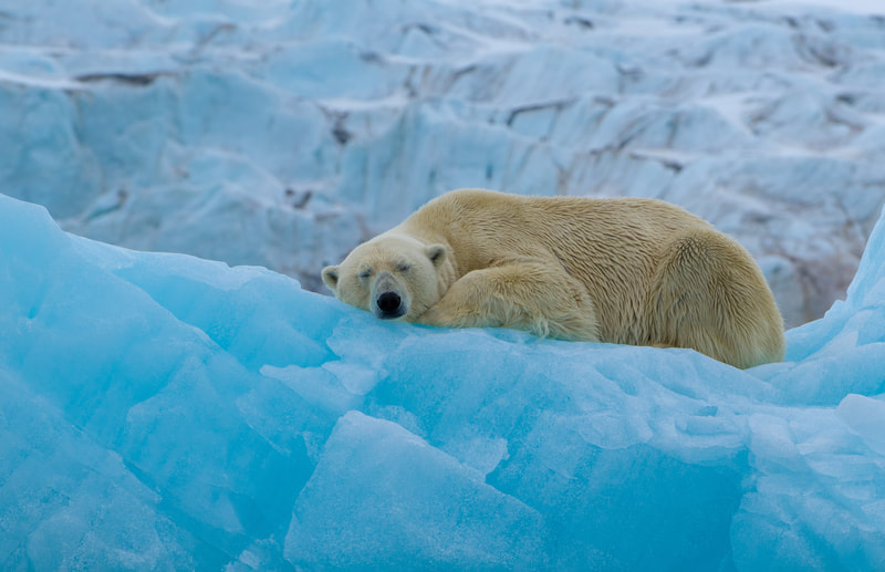 Polar Bear resting on the snow. 